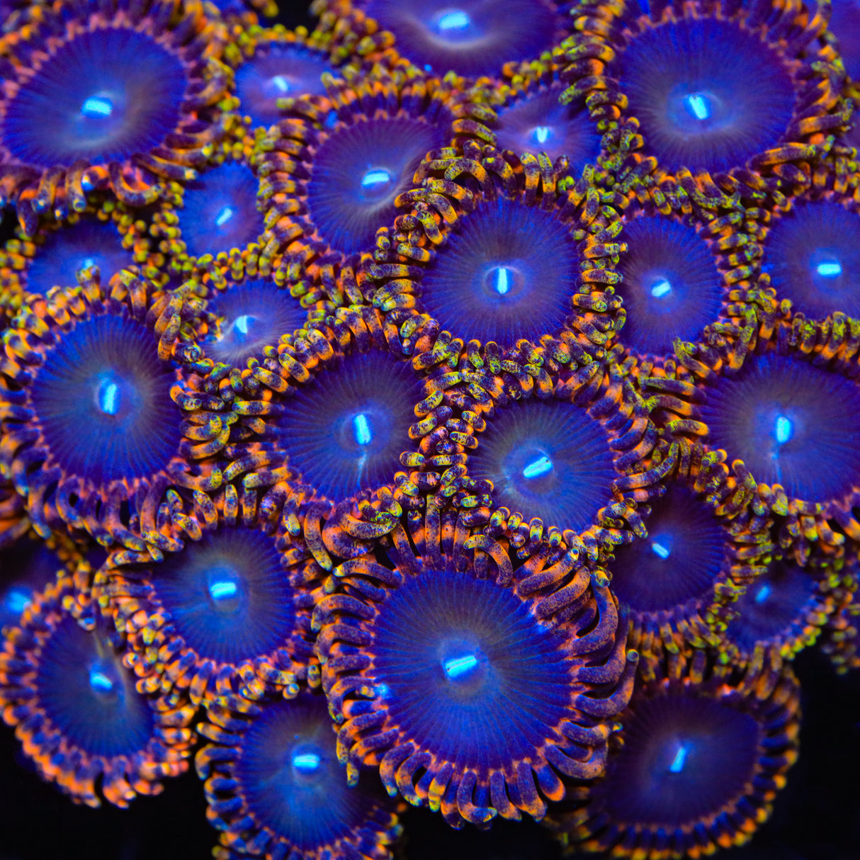 TSA Detonator Zoanthids Coral