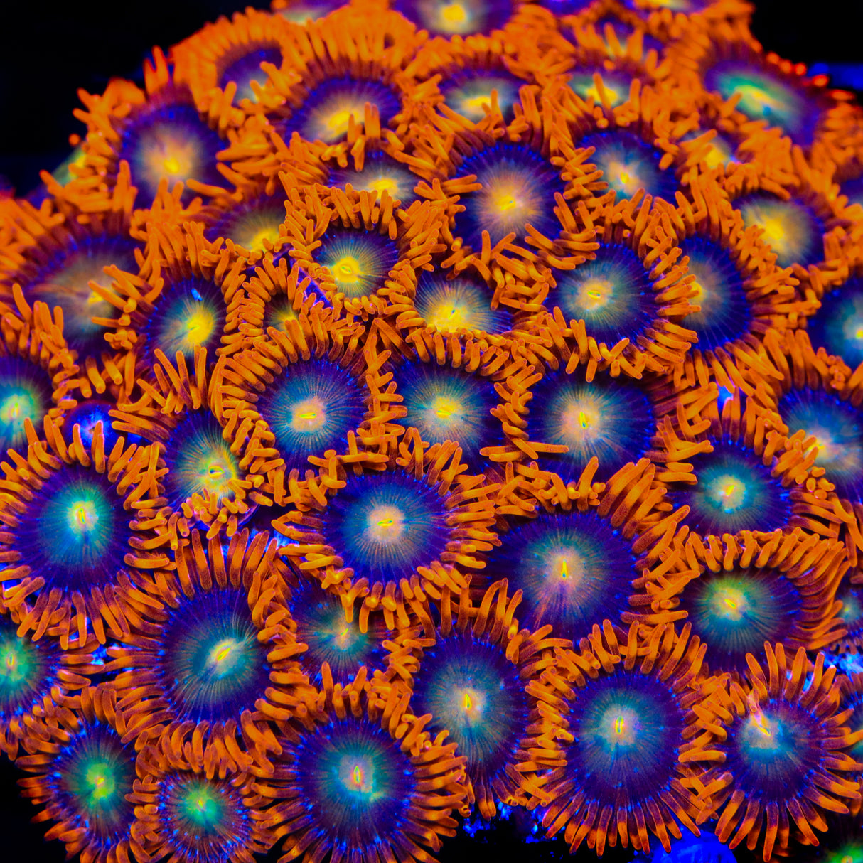 Lorax Zoanthids Coral