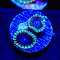 TSA Moonlight Ransom Zoanthids Coral