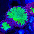 TSA Pink Pony Blastomussa Coral