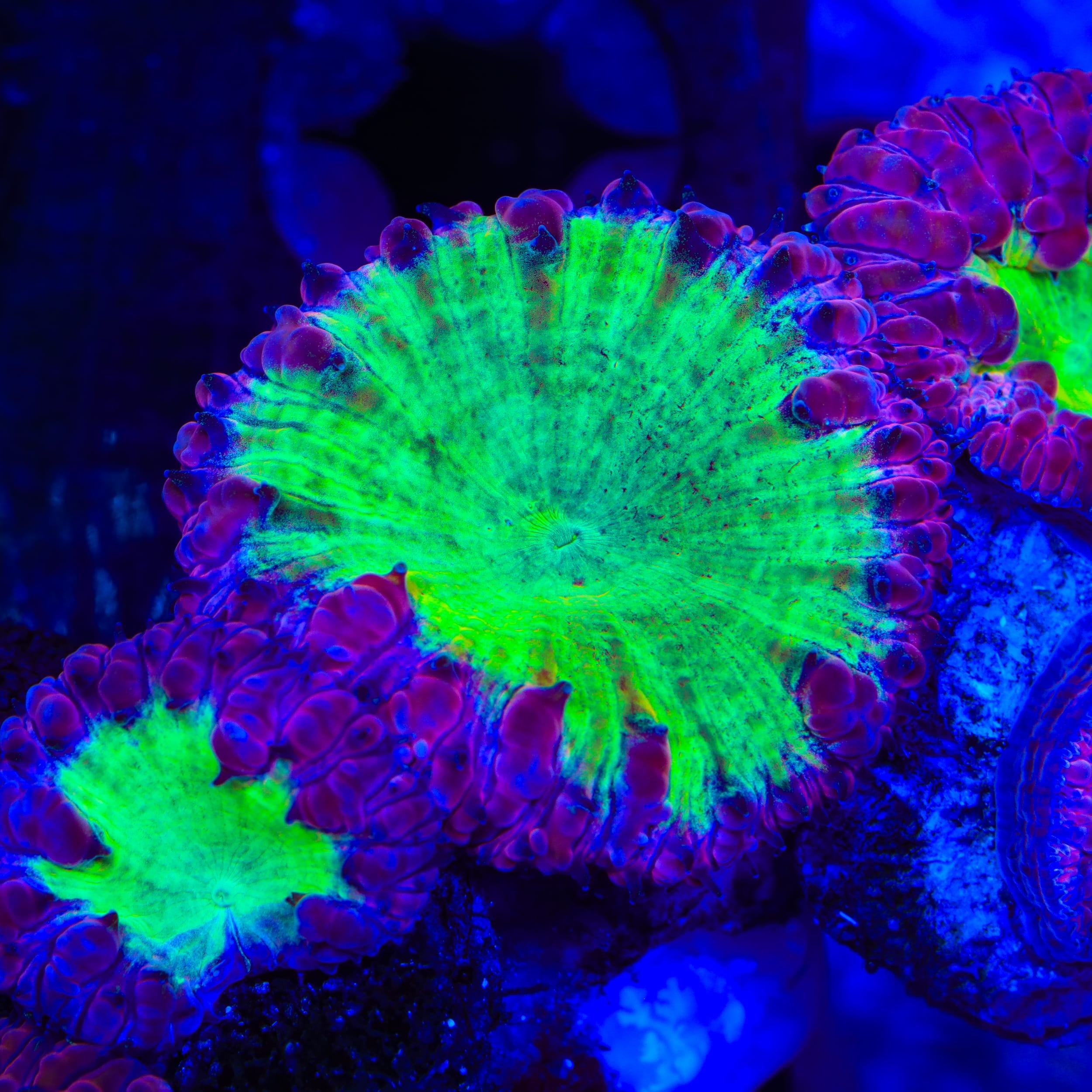 TSA Pink Pony Blastomussa Coral