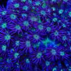 TSA Star Crusher Glitter Goniopora Coral