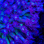 TSA Star Crusher Glitter Goniopora Coral