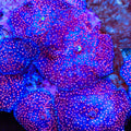 Freckled Mushroom Coral