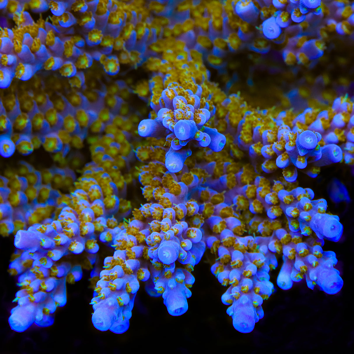 TSA Goliath Acropora Coral