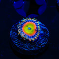 TSA Bowsers Revenge Zoanthids Coral