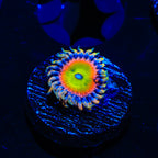 TSA Bowsers Revenge Zoanthids Coral