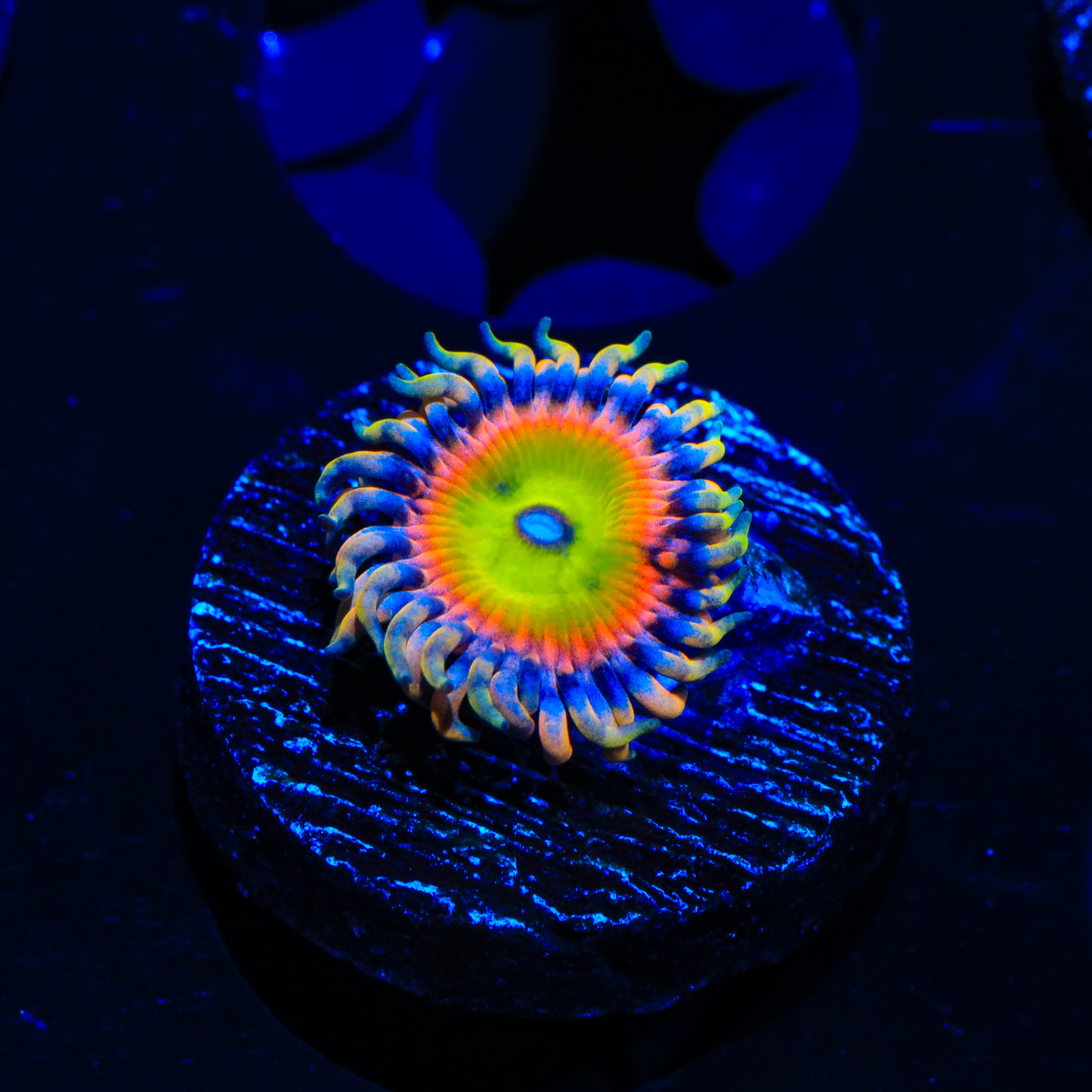 TSA Bowsers Revenge Zoanthids Coral