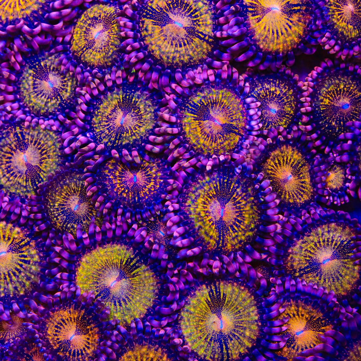 WWC Pandora Zoanthids Coral