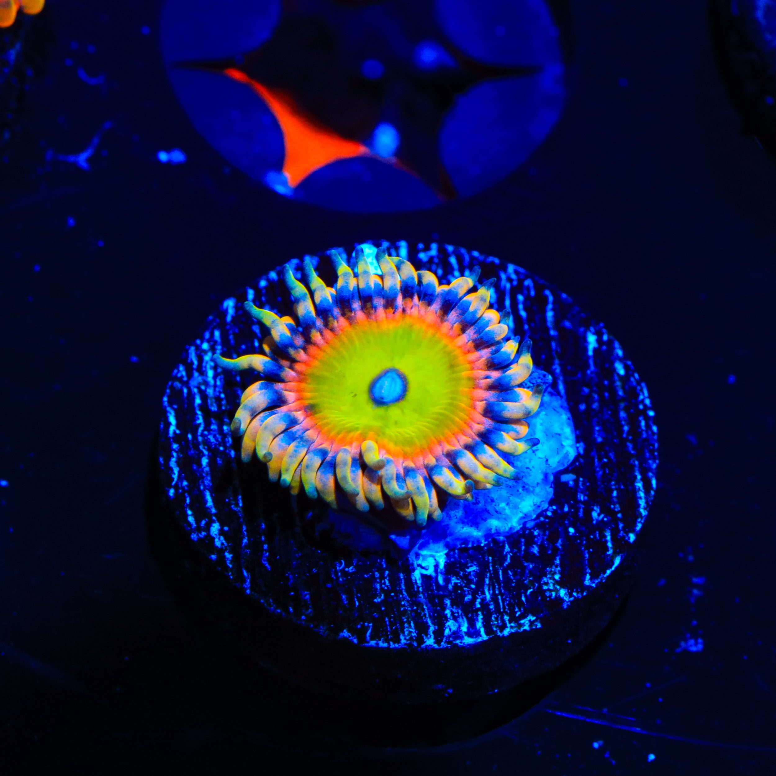 TSA Bowsers Revenge Zoanthids Coral