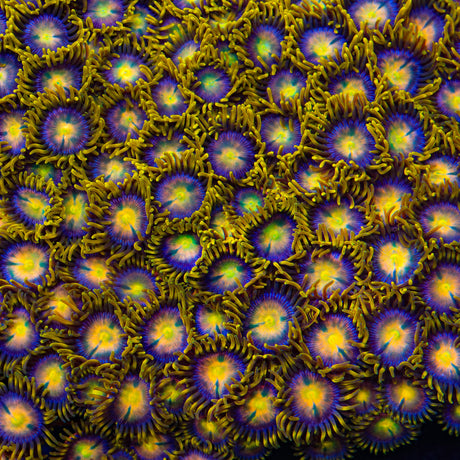 Hydra Lady Dragon Zoanthids Coral