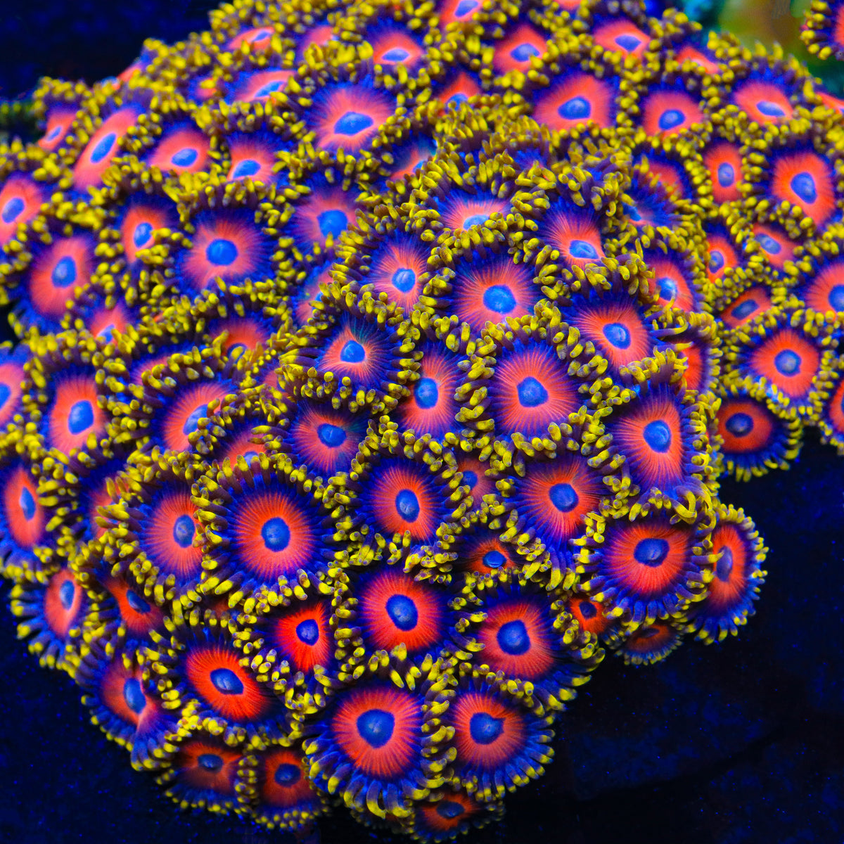 Eagle Eye Zoanthids Coral – Top Shelf Aquatics