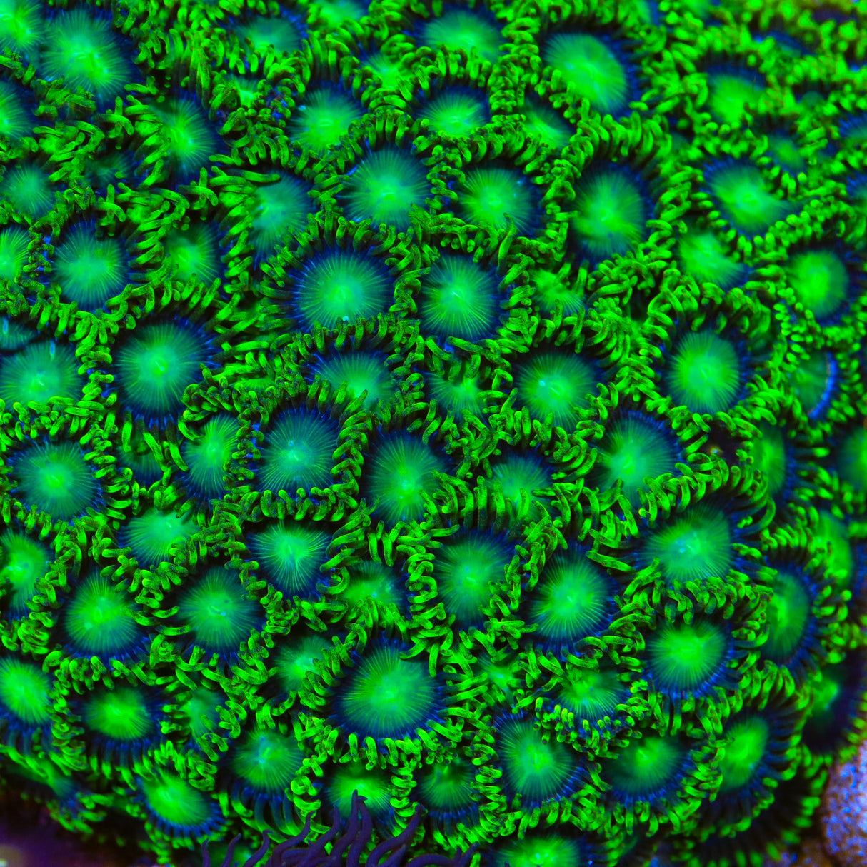 Emerald Green Zoanthids Coral