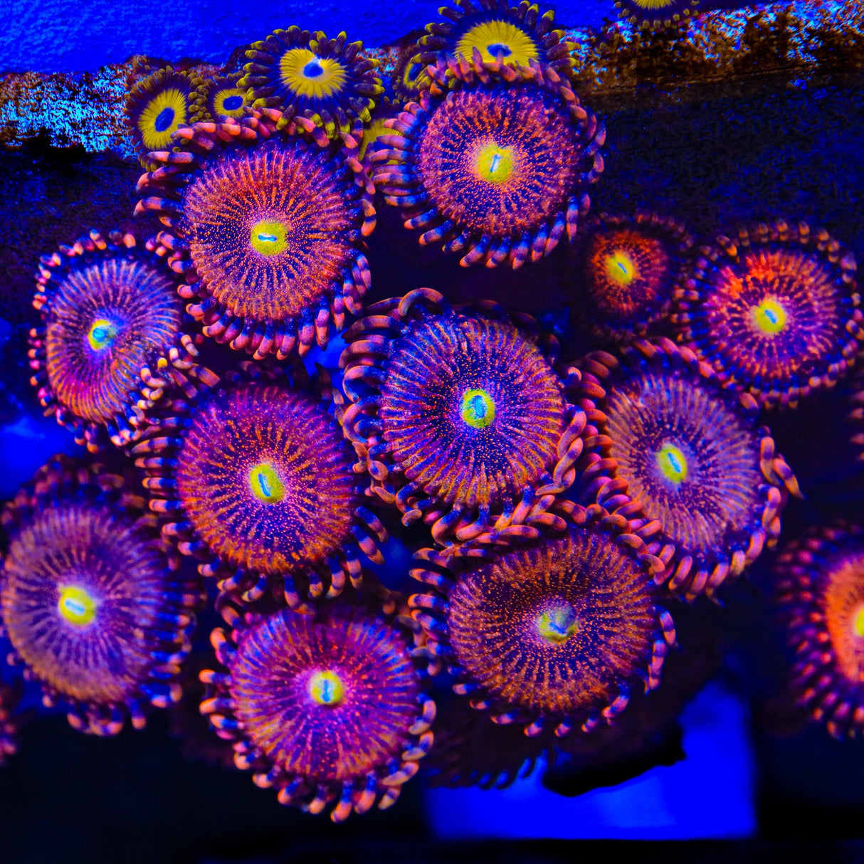 TSA Angel Eye Zoanthids Coral