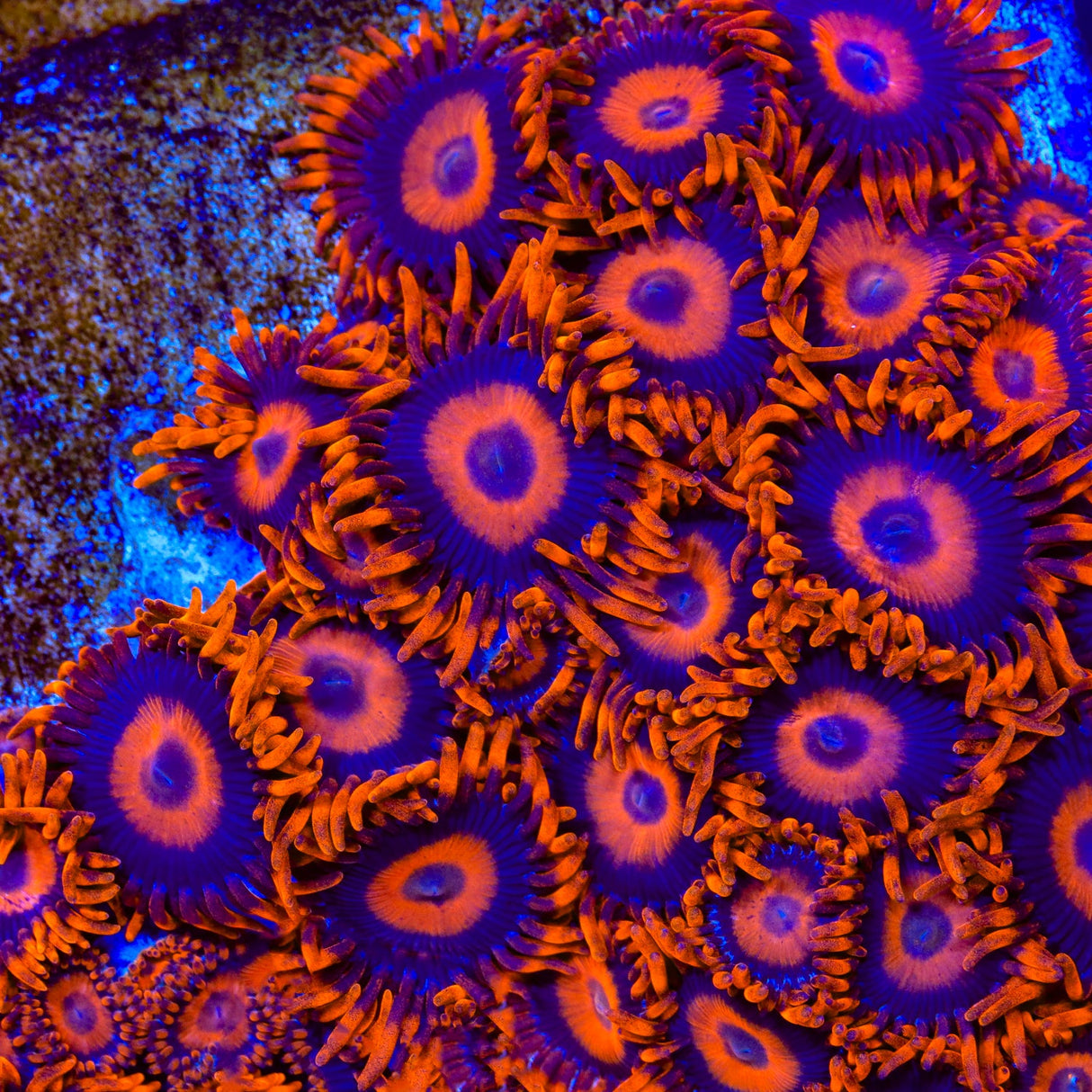 Orange Oxide Zoanthids Coral