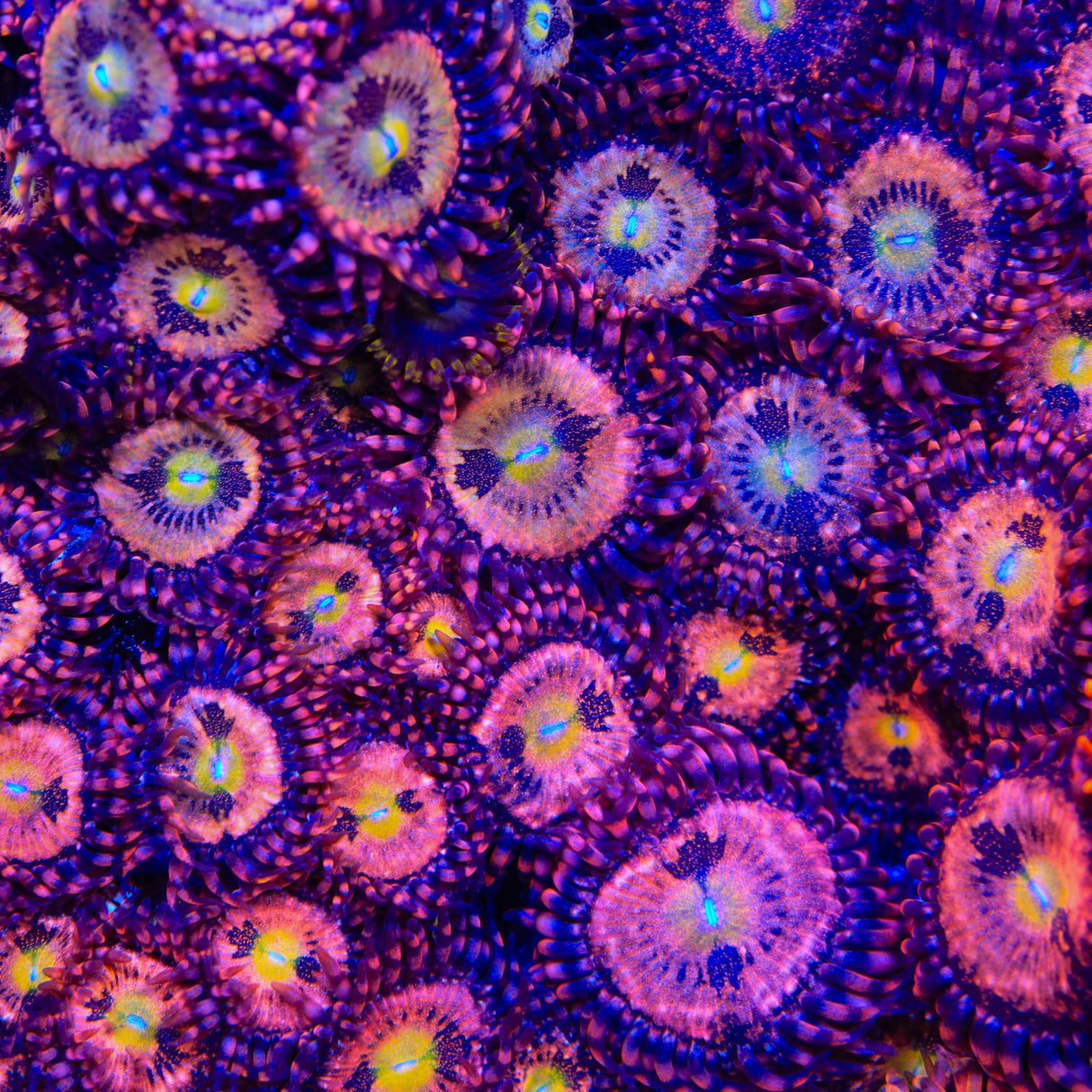 Alien Antivenom Zoanthids Coral