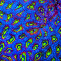 TSA Eye of the Tiger Micromussa Acan Coral