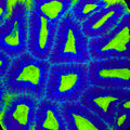 TSA Night Flyer Favia Coral