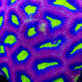 TSA Dark Wing Duck Favia Coral