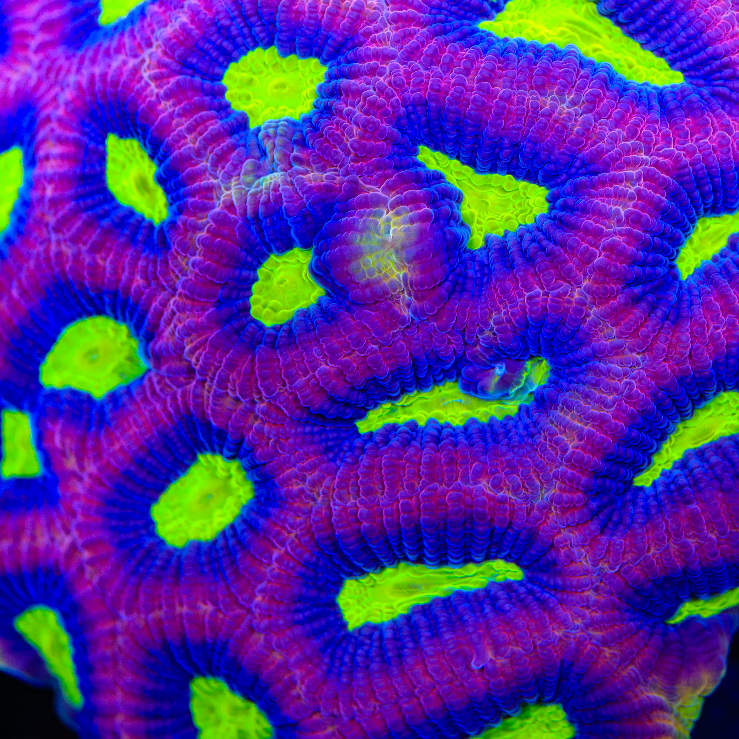 TSA Dark Wing Duck Favia Coral