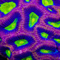 TSA Dragon Fire Favia Coral