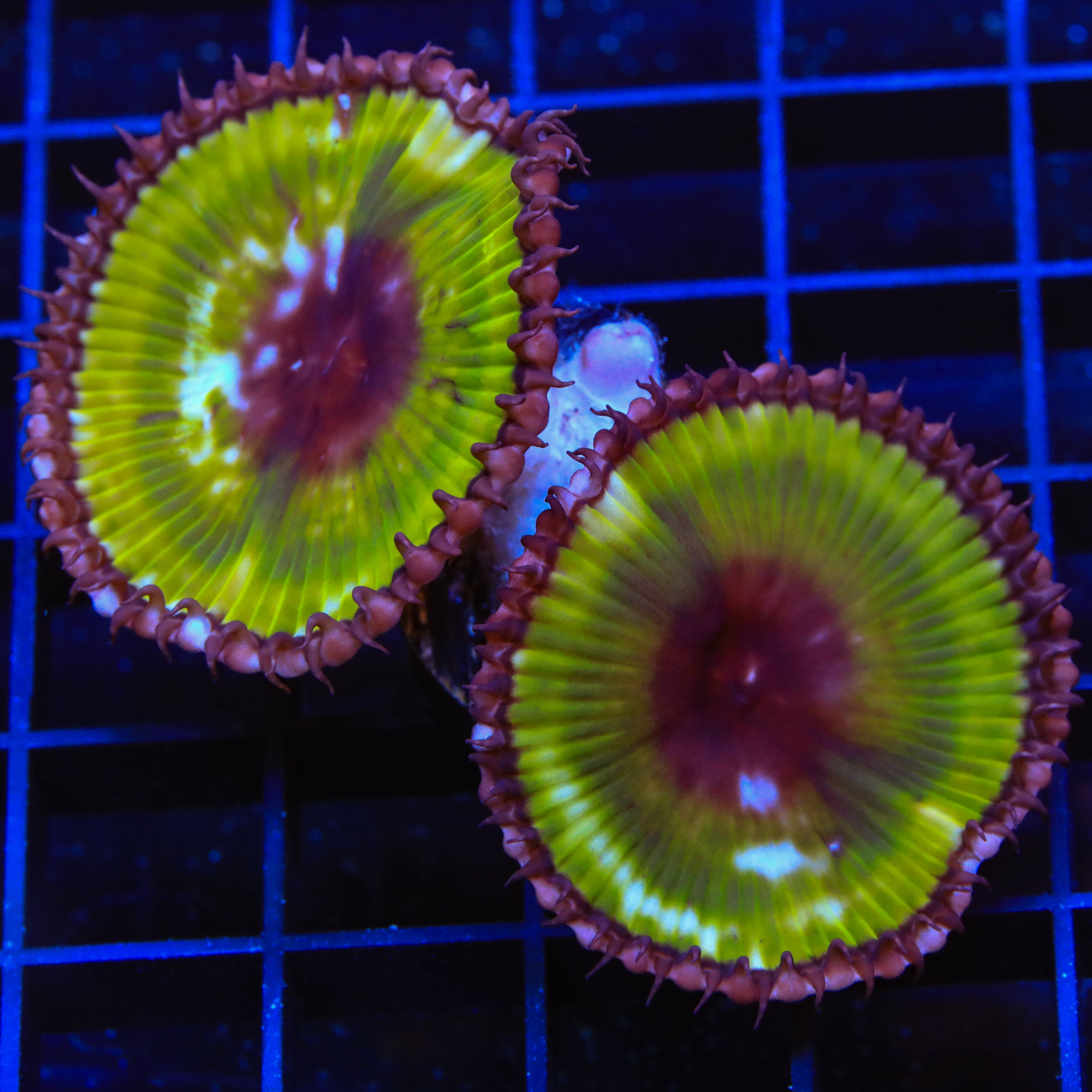 Green Palythoa Grandis Coral