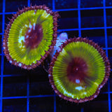 Green Palythoa Grandis Coral