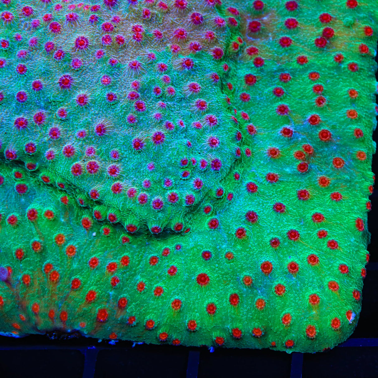 TSA Rocketman Cyphastrea Coral