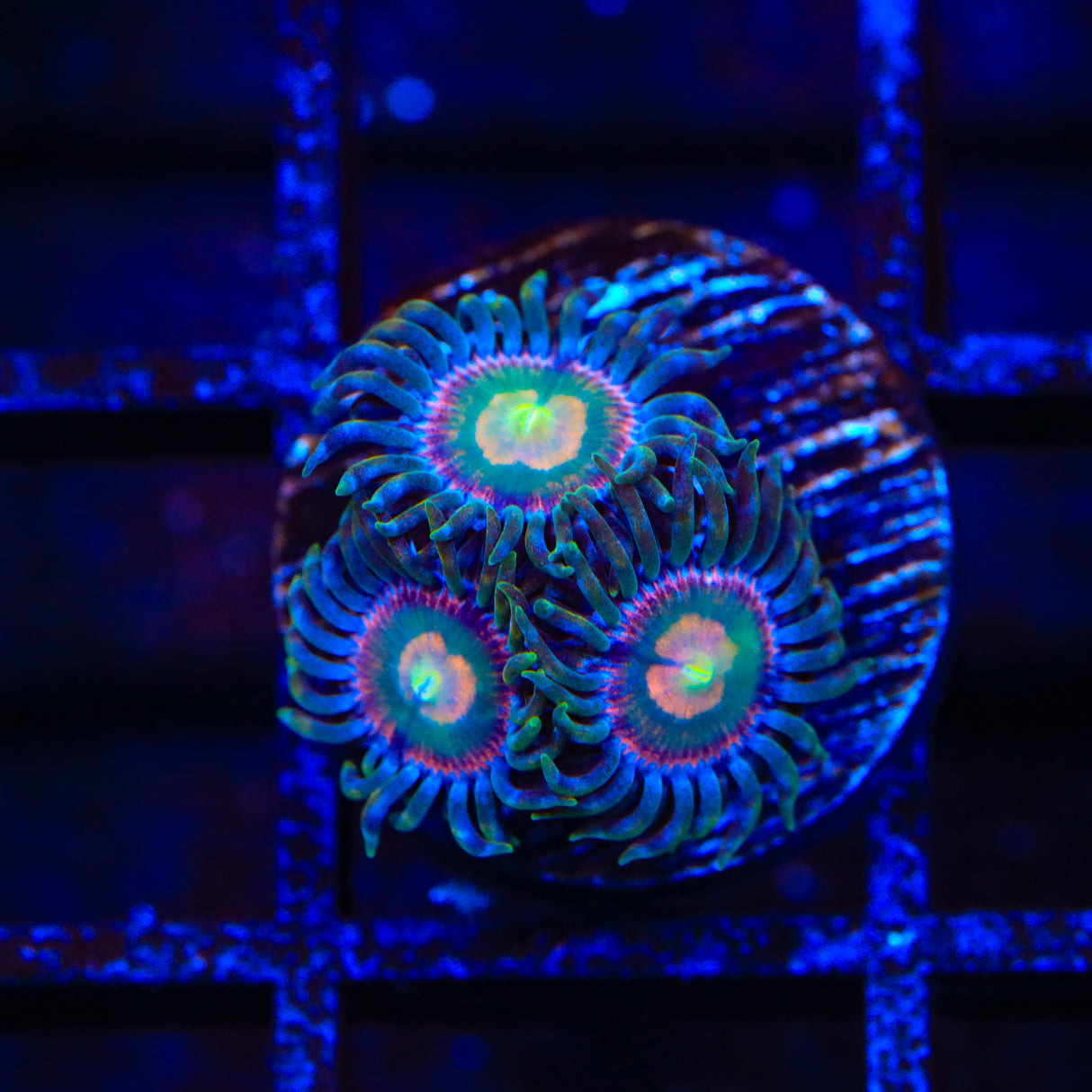 TSA Lemon Laser Zoanthids Coral