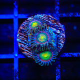 TSA Lemon Laser Zoanthids Coral