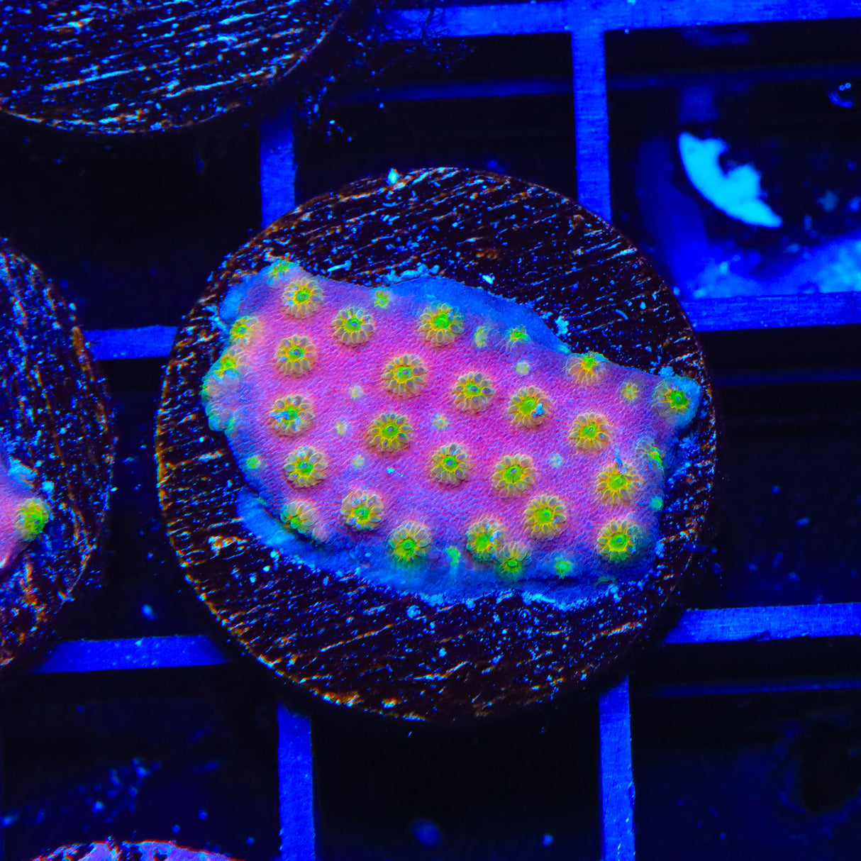 ACI Sunrise Cyphastrea Coral - Top Shelf Aquatics