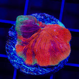 TSA Diablo Diaseris Plate Coral - Top Shelf Aquatics