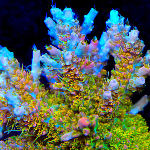 TSA Tangerine Spirit Acropora Coral