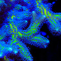 TSA Blonde Bird Birdsnest Coral