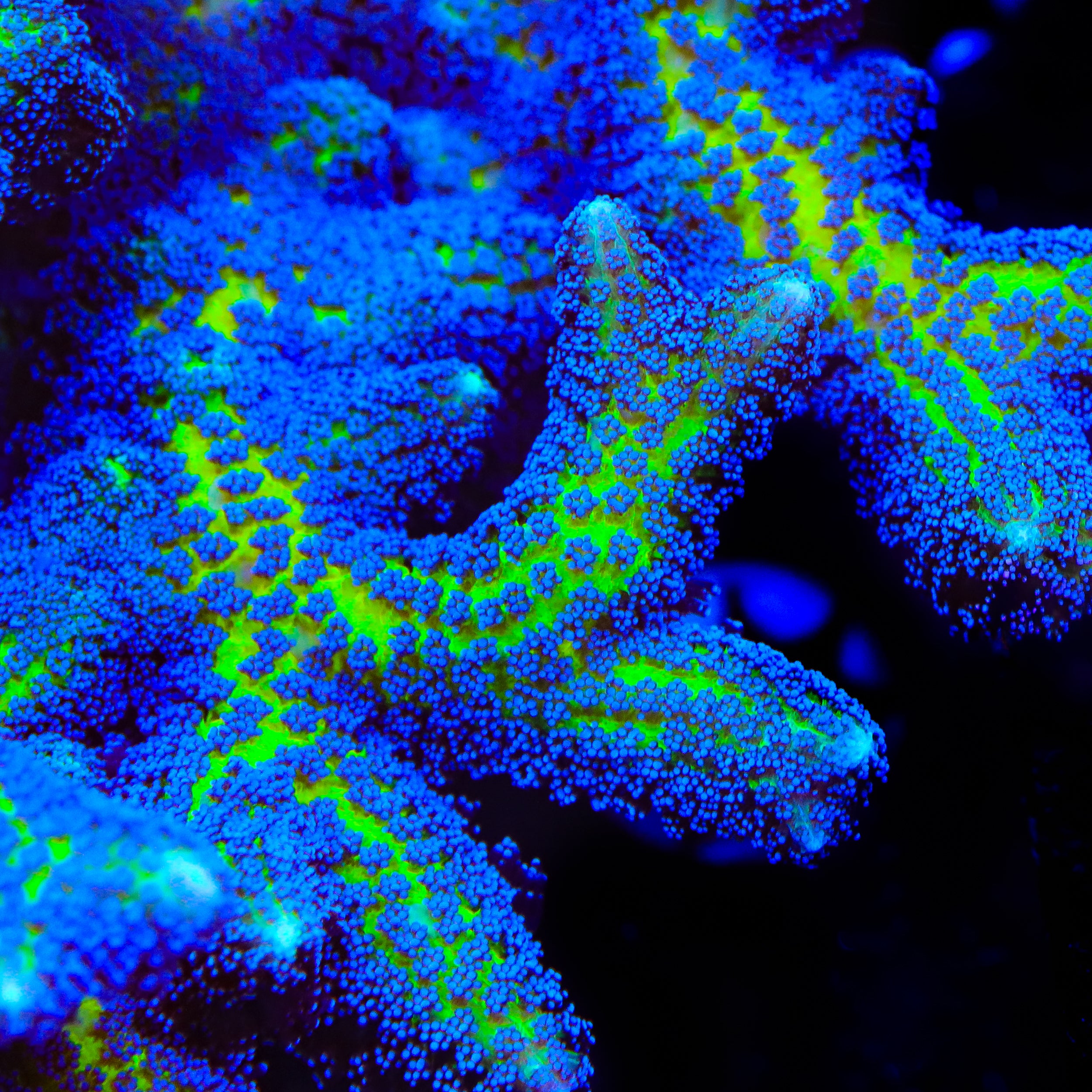 TSA Nightmare Birdsnest Coral