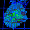 TSA Nuclear Fallout Bounce Mushroom Coral