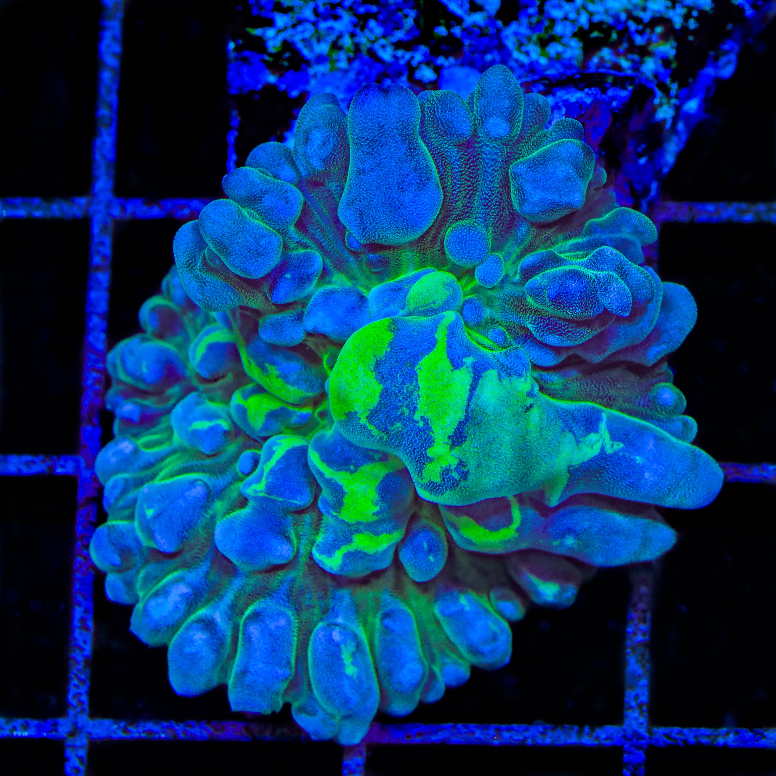 TSA Nuclear Fallout Bounce Mushroom Coral