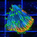 TSA Atomic Sunrise Aquacultured Plate Coral