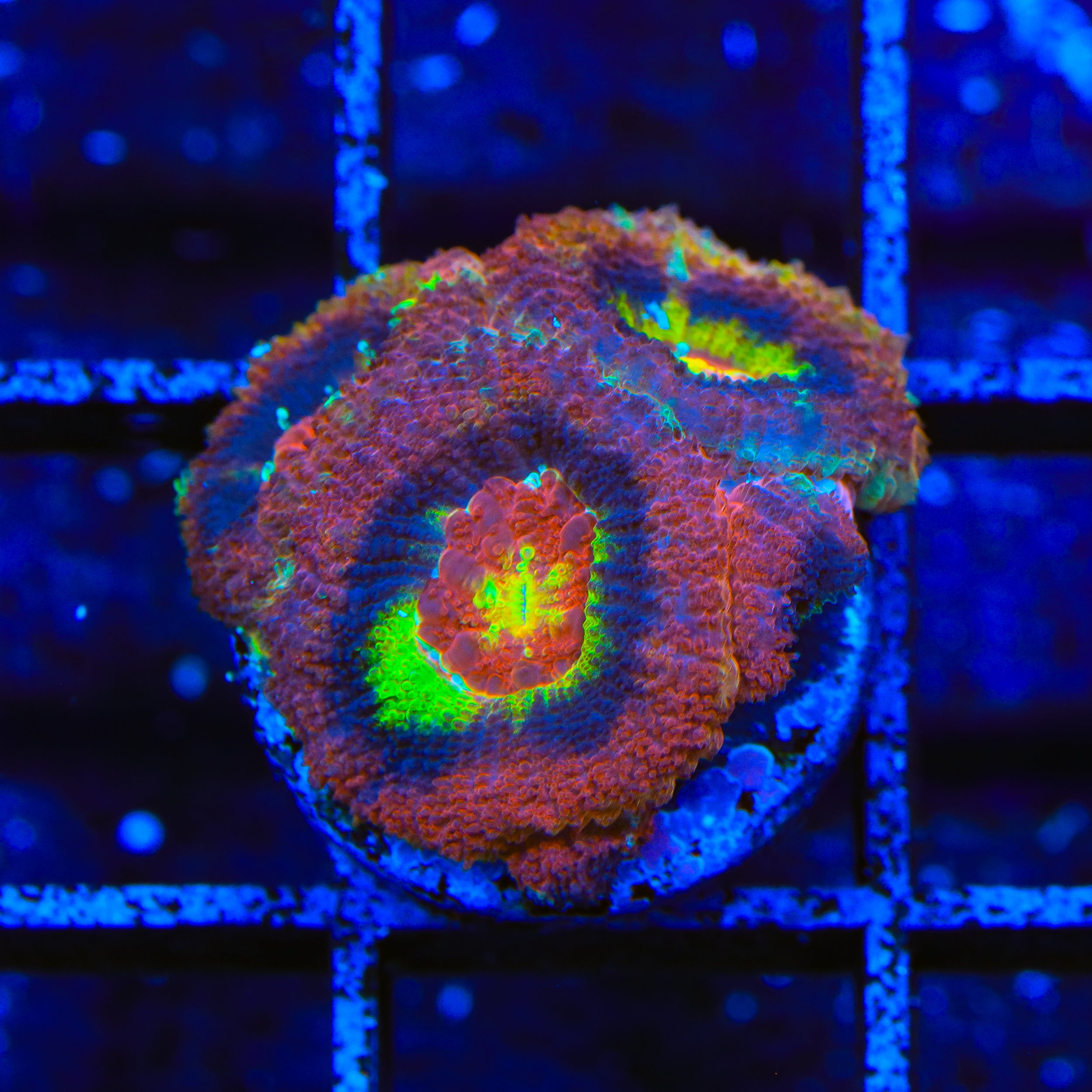 Widow Maker Acan Coral