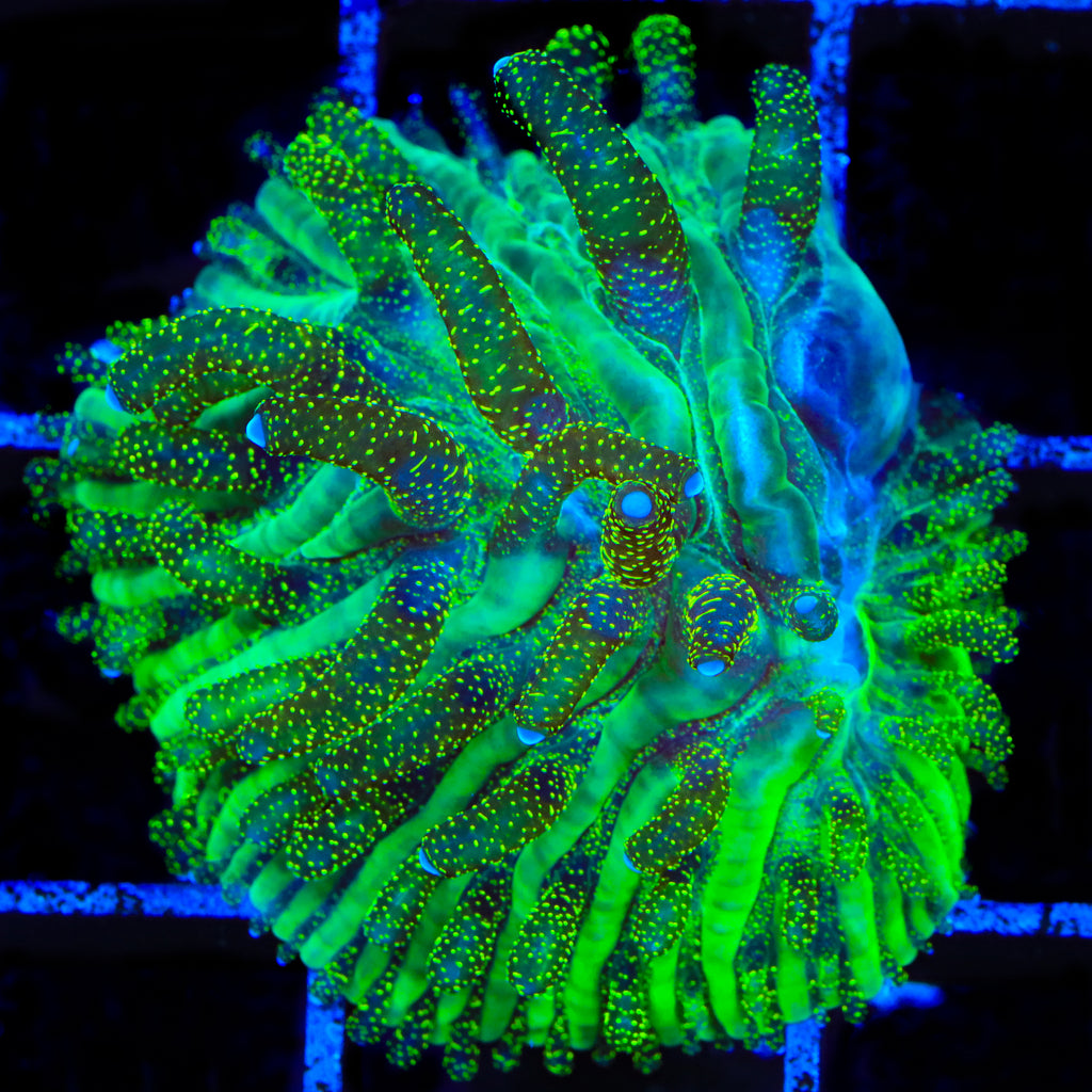 TSA Glitter Dancer Aquacultured Plate Coral