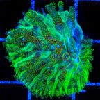 TSA Glitter Dancer Aquacultured Plate Coral