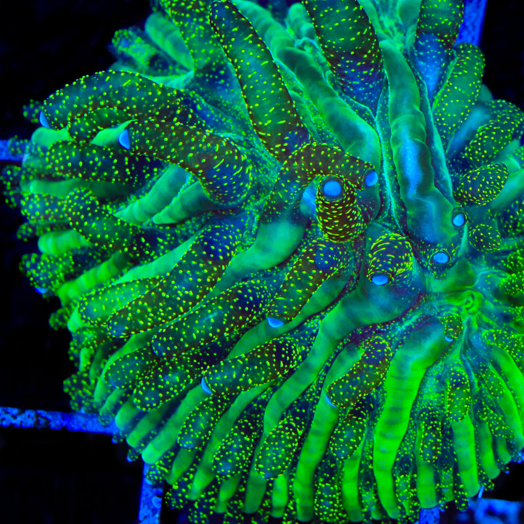 TSA Glitter Dancer Aquacultured Plate Coral