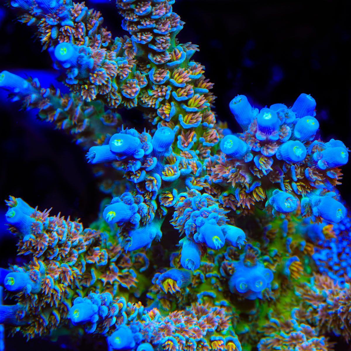 CRT Golden Eye Acropora Coral