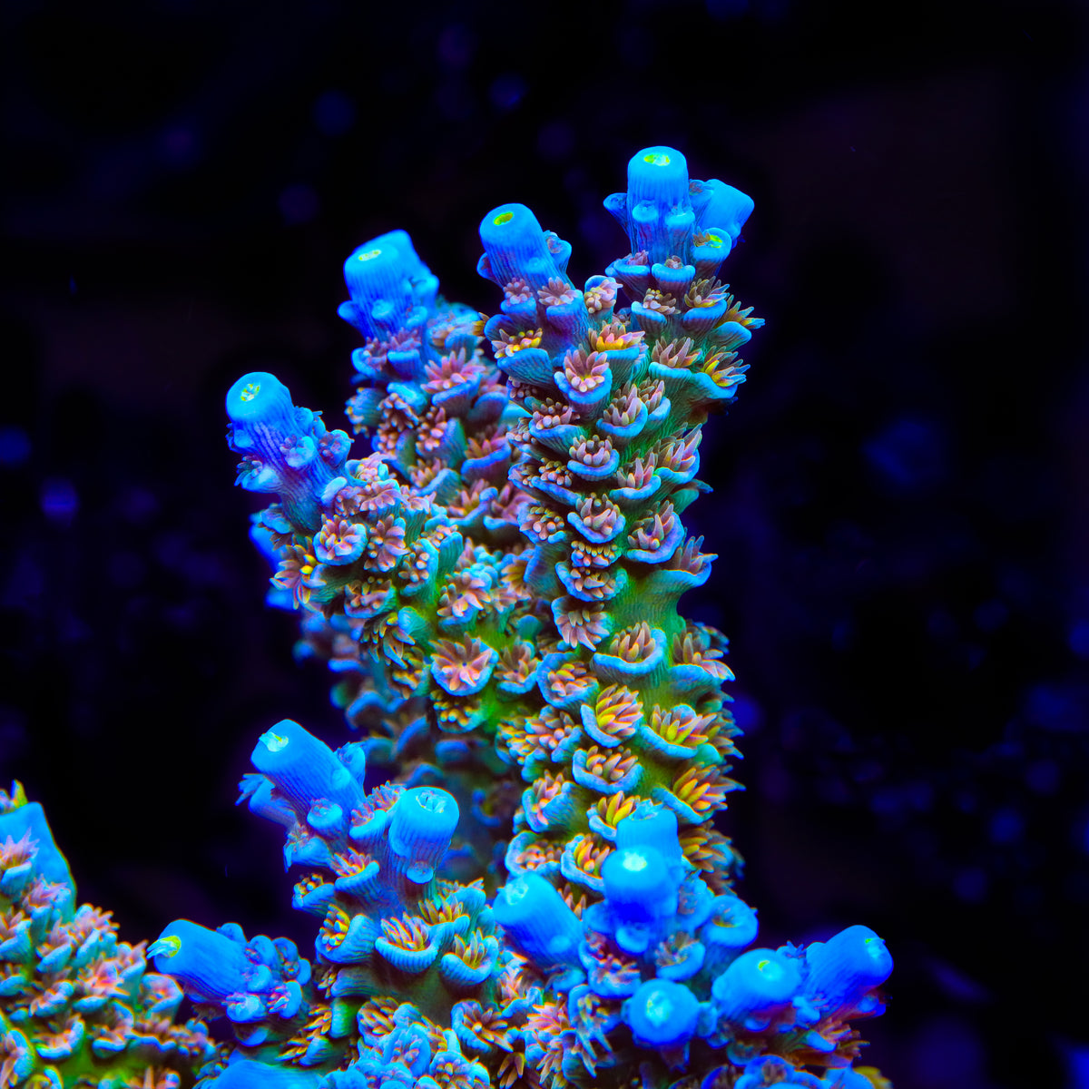 CRT Golden Eye Acropora Coral