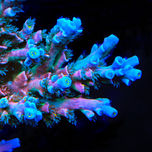 Vivids Insanity Acropora Coral