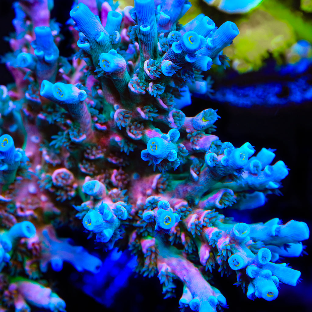 Vivids Insanity Acropora Coral
