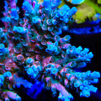 Vivids Insanity Acropora Coral