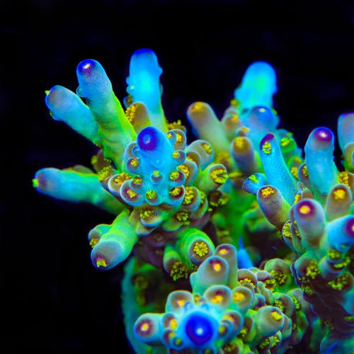CCH Icarus Acropora Coral