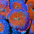 TSA Apollo Mushroom Coral