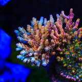 TSA Flower Bomb Acropora Coral